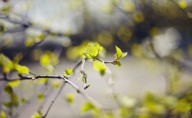 Baharda yeşil huş dalları olan bir arka plan.