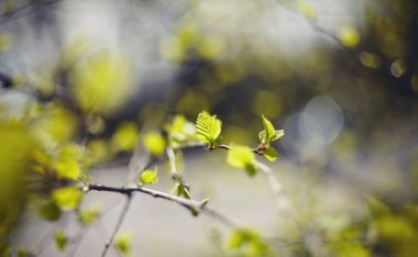 Baharda yeşil huş dalları olan bir arka plan.