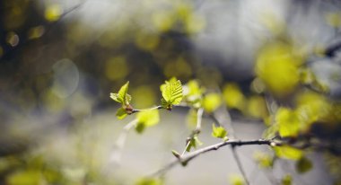 Baharda yeşil huş dalları olan bir arka plan.