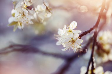 Baharda bir erik ağacının çiçek açması..