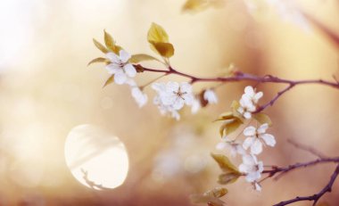 İlkbaharda açan kiraz dalları