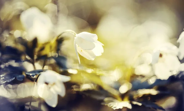 Vita Våren Blommor Vild Anemon Belyst Solen — Stockfoto