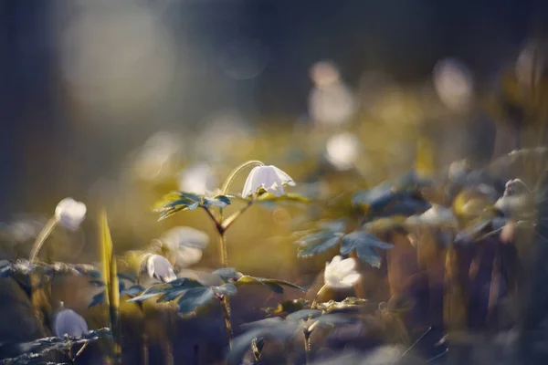 Sfondo Con Primule Primaverili Fiori Bianchi Anemonia — Foto Stock