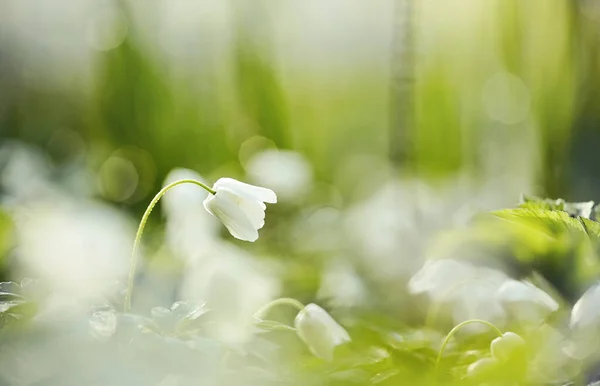 White Spring Flowers Wild Anemone Illuminated Sun — Stock Photo, Image