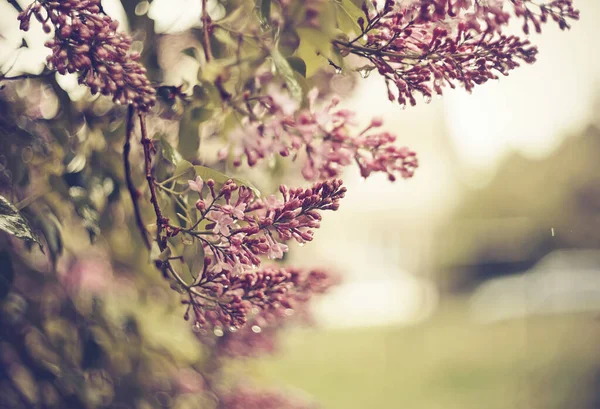 Nasse Zweige Des Blühenden Flieders Frühling — Stockfoto