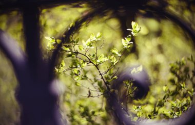 Siyah bir çitin arkasındaki çalıların ve ağaçların yeşil dalları.