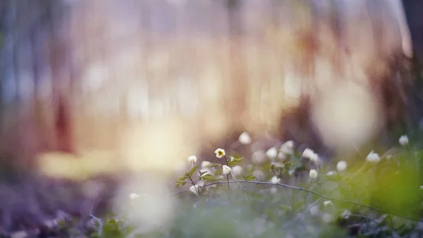 Bahar Çiçekleri Ile Bulanık Arkaplan Şakayığın Beyaz Çiçekleri — Stok fotoğraf