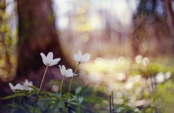 Vit Vild Skog Blommor Anemoni Våren — Stockfoto