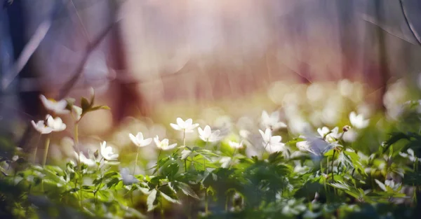 Bakgrund Med Våren Primulor Vita Blommor Anemoni — Stockfoto