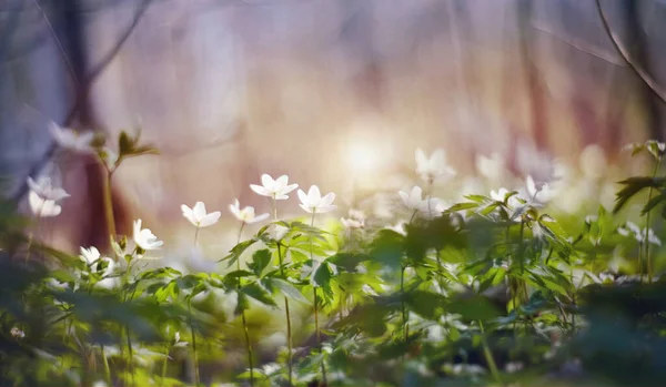 Фон Весенними Первоцветами Белые Цветы Анемонии — стоковое фото