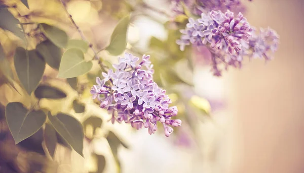 Berkembang Cabang Lilac Musim Semi — Stok Foto