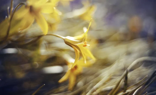 Abstract Defocused Background Spring Flower Gagea Lutea Yellow Star Bethlehe — Stock Photo, Image