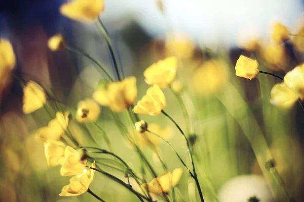 Поле Літа Жовті Квітучі Масляні — стокове фото