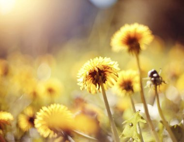 Tarladaki sarı karahindiba çiçekleri..