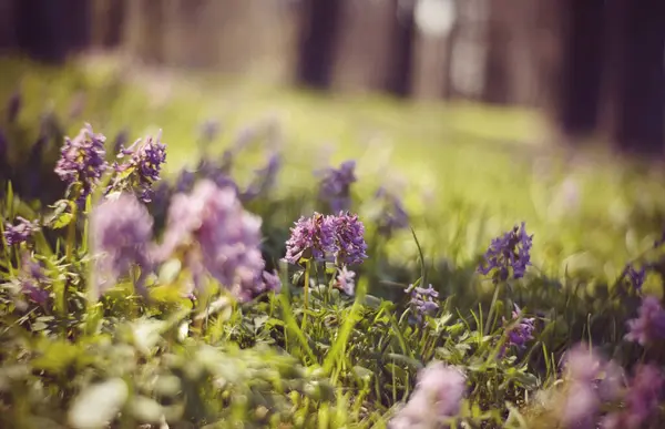 Bakgrund Med Violetta Färger Och Ett Gräs Den Soliga Dagen — Stockfoto