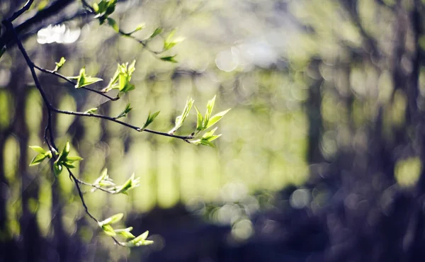 Hintergrund Mit Grünen Zweigen Frühling — Stockfoto