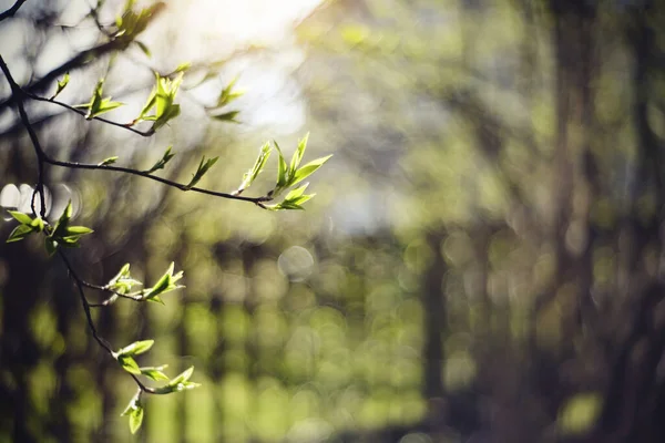 Fondo Con Ramas Verdes Primavera —  Fotos de Stock