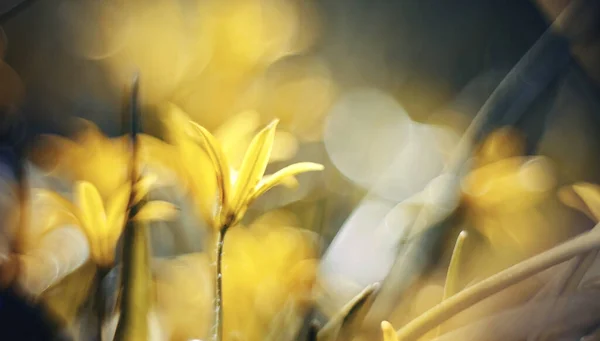 Abstract Defocused Background Spring Flower Gagea Lutea Yellow Star Bethlehe — Stock Photo, Image