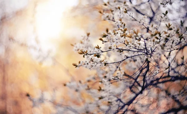 Ramas Cereza Flor Primavera —  Fotos de Stock