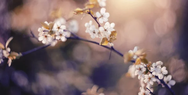 Zweig Der Blühenden Kirsche Frühling — Stockfoto