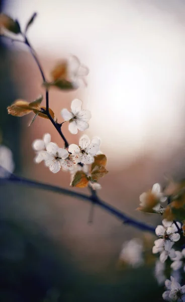 Zweig Der Blühenden Kirsche Frühling — Stockfoto