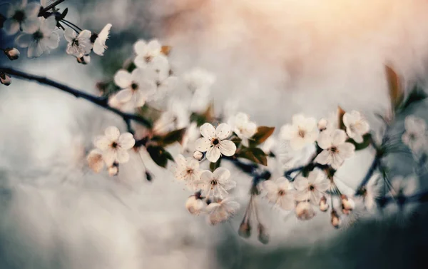 Rama Con Flores Blancas Cerezo Primavera — Foto de Stock