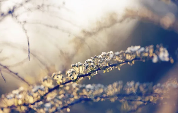 Hintergrund Mit Dem Blühenden Strauch Spiraea Ein Buschgarten Mit Weißen — Stockfoto