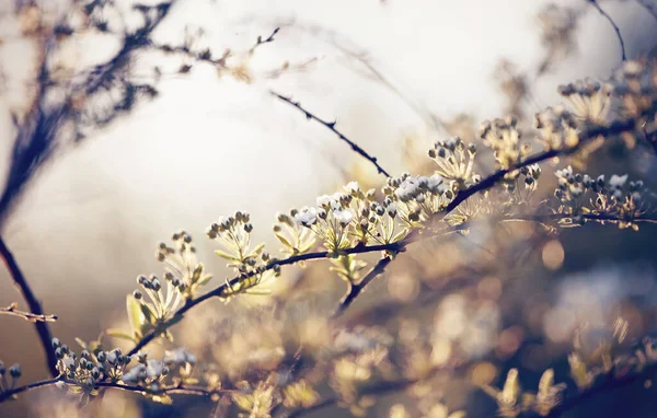 Bloeiende Struik Van Spiraea Een Struiktuin Met Witte Kleuren — Stockfoto