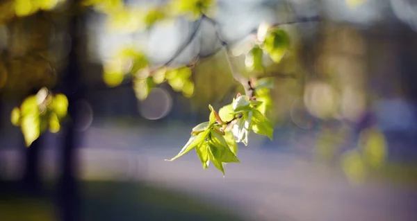Spring Branches Linden Young Green Leaves — Stock Photo, Image