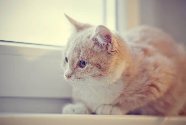 Retrato Gato Tabby Vermelho Peitoril Janela — Fotografia de Stock