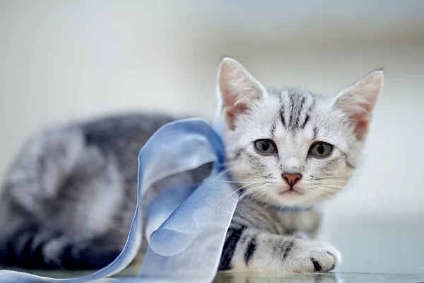 Портрет Серого Полосатого Домашнего Котенка Бантиком — стоковое фото