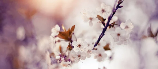 Ramas Cerezo Con Flores Blancas Primavera — Foto de Stock