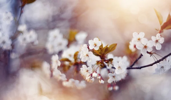 Цветение Вишневых Цветов Весной — стоковое фото