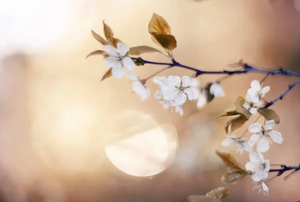 Zweig Der Blühenden Kirsche Frühling — Stockfoto