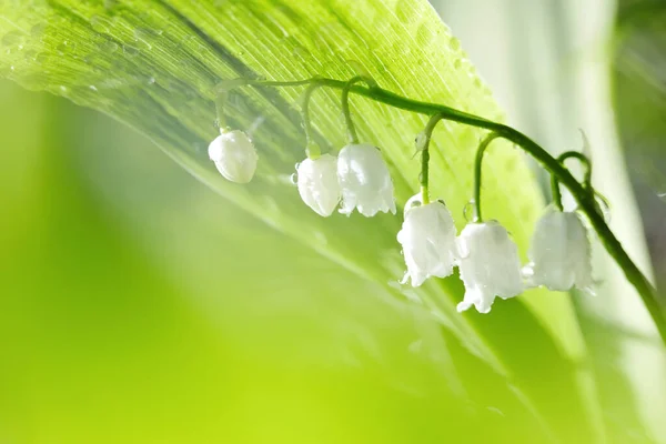 Las Kwiaty Białe Lilie Doliny Rosy Oświetlone Słońcem — Zdjęcie stockowe