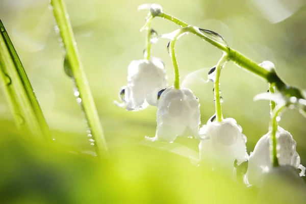 Skogsblommor Vita Liljor Dalen Dagg Upplysta Med Solen — Stockfoto