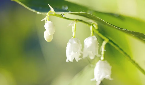 Skogsblommor Vita Liljor Dalen Dagg — Stockfoto