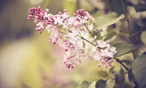 Branches Blossoming Lilac Spring — Stock Photo, Image