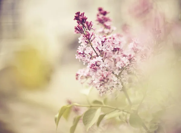 春に開花するライラックの枝の背景 — ストック写真