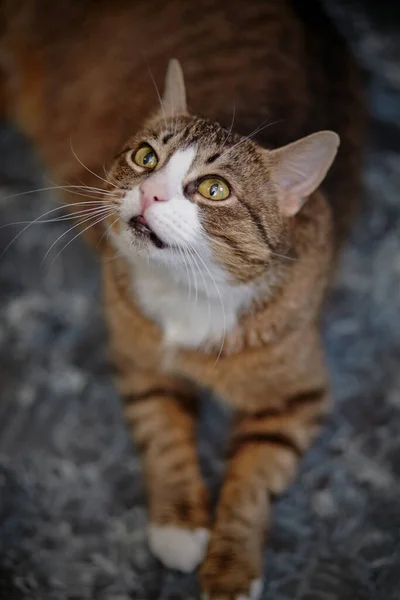 Portret Van Gestreepte Kat Liggend Een Vloer — Stockfoto