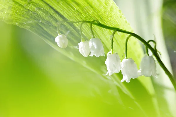 Skogsblommor Vita Liljor Dalen Dagg Upplysta Med Solen Royaltyfria Stockfoton