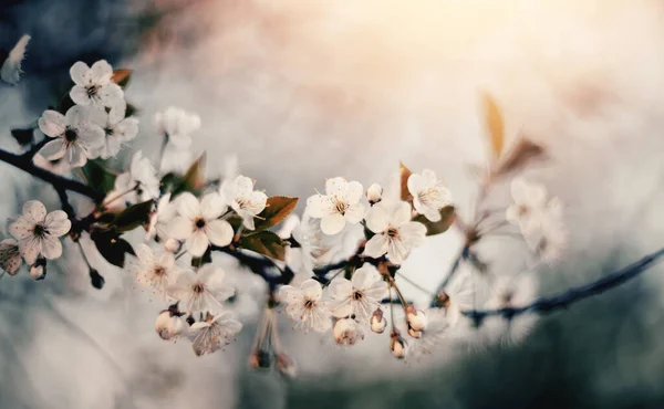 Rama Con Flores Blancas Cerezo Primavera — Foto de Stock