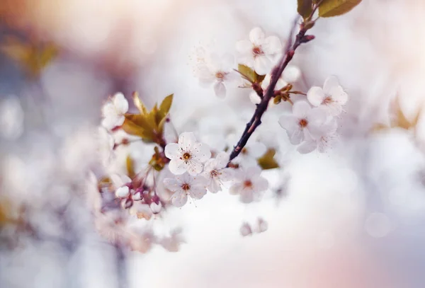 Branches Cerisier Avec Des Fleurs Blanches Printemps — Photo