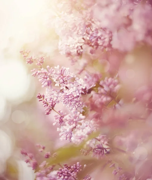 Ramos Lilás Florescentes Primavera — Fotografia de Stock