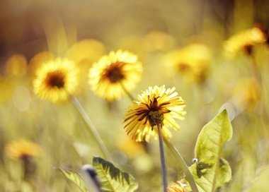 Sarı yaz çiçekleri tarlada - karahindiba.