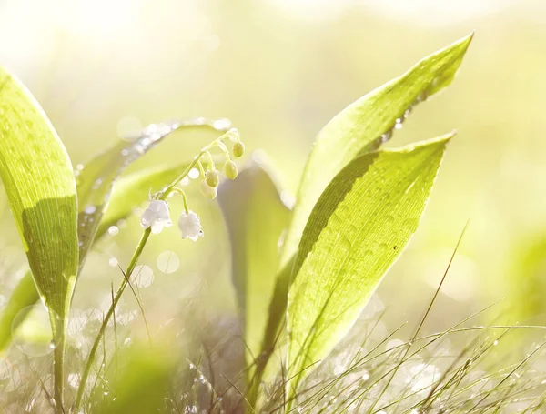 Skogsblommor Vita Liljor Dalen Dagg Upplysta Med Solen — Stockfoto