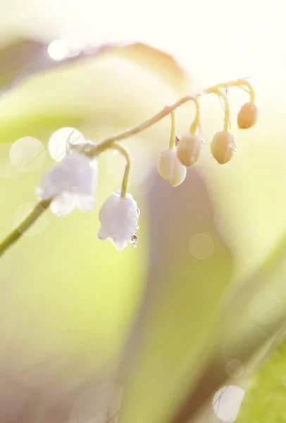 Fleurs Forestières Lis Blancs Vallée Dans Rosée — Photo