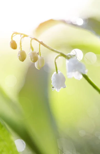 Waldblumen Weiße Maiglöckchen Tau — Stockfoto