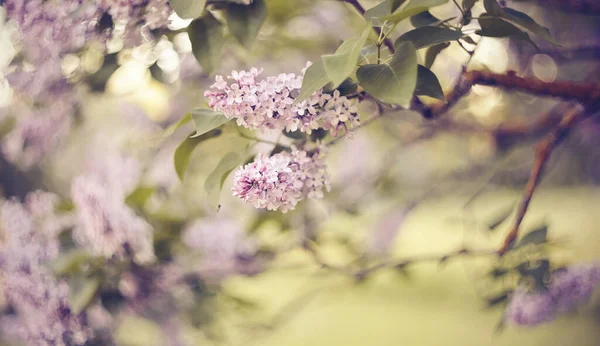 Zweige Mit Blüten Sträuchern Des Blühenden Flieders Frühling — Stockfoto