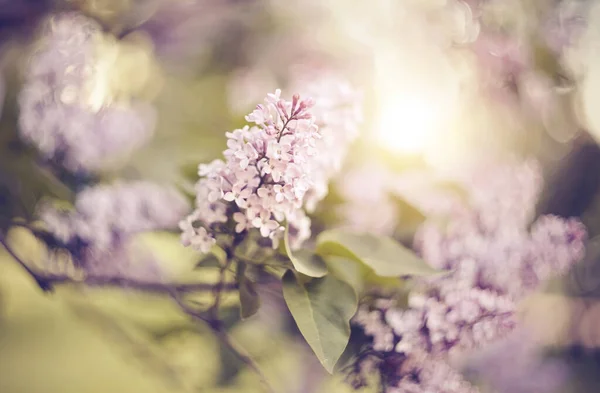 Zweige Mit Blüten Sträuchern Des Blühenden Flieders Frühling — Stockfoto